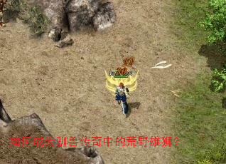 ��γ�Ϊѱ�޴����еĻ�Ұ��ʨ��