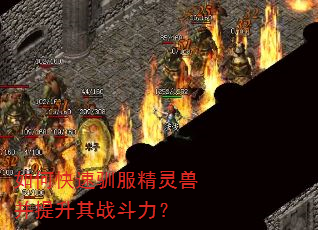 如何快速驯服精灵兽并提升其战斗力? 如何快速驯服精灵兽并提升其战斗力?